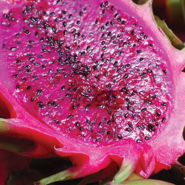 Color Defense Conditioner with Prickly Pear