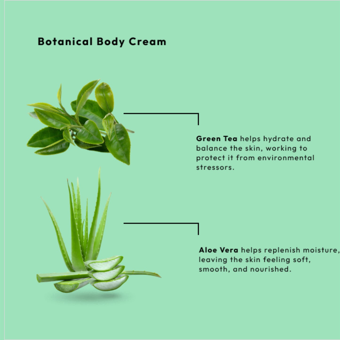 Vegan antioxidant body cream with green tea, aloe vera, and niacinamide