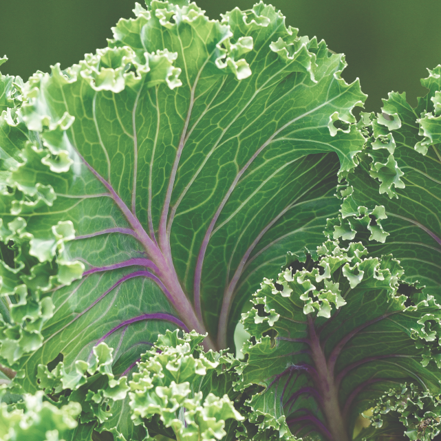 Damage Remedy Conditioner with Kale