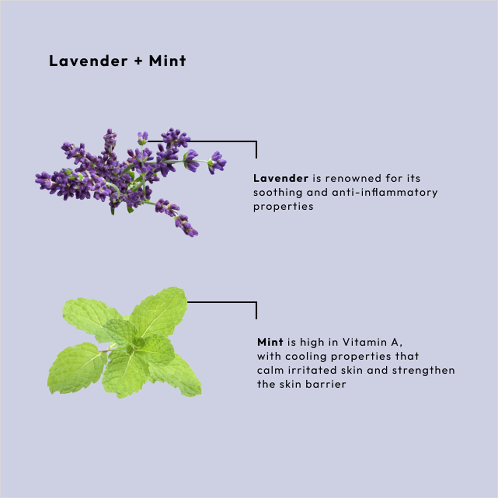 Botanical sugar scrub with lavender and mint for exfoliating and moisturizing